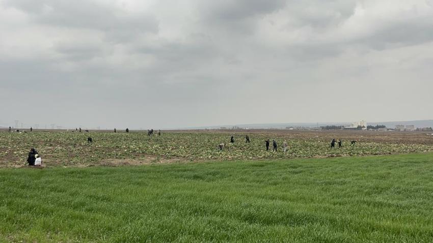 Duyan tarlaya akın etti! Batmanlı çiftçi çareyi bedava dağıtmakta buldu