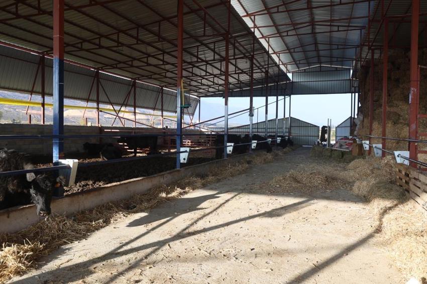 Mühendisliği bırakıp köyünde kendi işini kurdu! 2 ayda katladı, şimdi 100'e çıkaracak