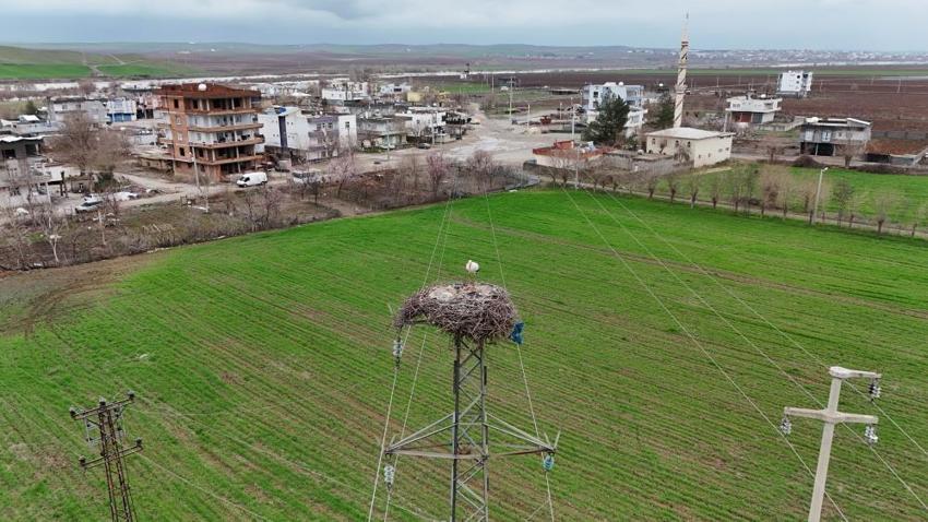 Görenler şaşırıyor! Tam 5 bin kilometre uzaktan geldiler: Bu yıl hiç gitmeyecekler