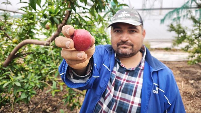 Mersin'de ikinci hasat bereketi! Alternatif ürün fiyatıyla üreticiye kazandırıyor