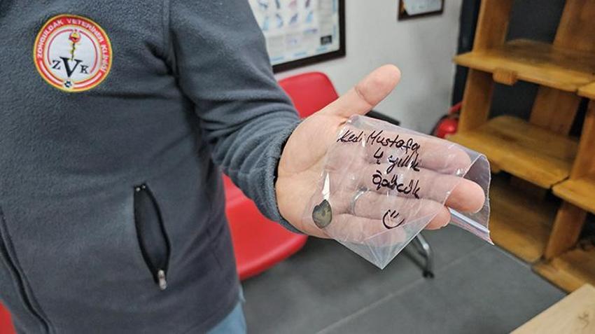 Kedinin 4 yıldır geçmeyen kusmasının sebebi tomografi ile ortaya çıktı!