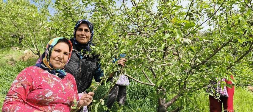 Hasat 15 gün erken başladı! Kilosu 150 liradan satılıyor: Yurt içi ve yurt dışından talep yağıyor