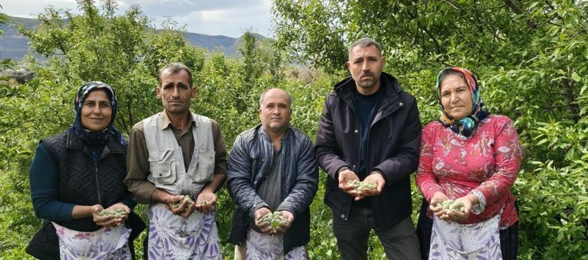 Hasat 15 gün erken başladı! Kilosu 150 liradan satılıyor: Yurt içi ve yurt dışından talep yağıyor