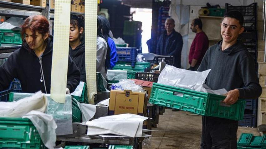 15 bin kişinin geçim kaynağı oldu! Antalya'da hasat edilip 64 ülkeye gönderiliyor