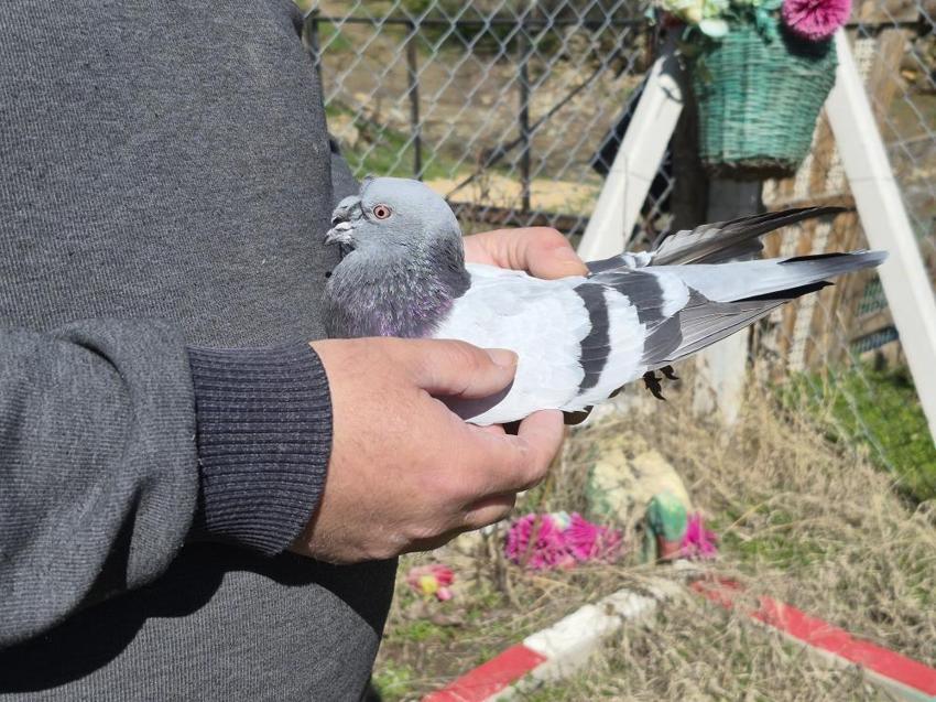 Eskişehirli güvercin tutukunu her gün 16 kilometre yol gidiyor: 'Bir ev parasına kuş veren var'