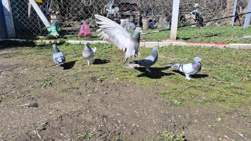 Eskişehirli güvercin tutukunu her gün 16 kilometre yol gidiyor: 'Bir ev parasına kuş veren var'