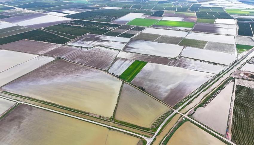 Adana'da tarım alanları sular altında: Yüreğir Ovası göle döndü, ürünler sular altında kaldı