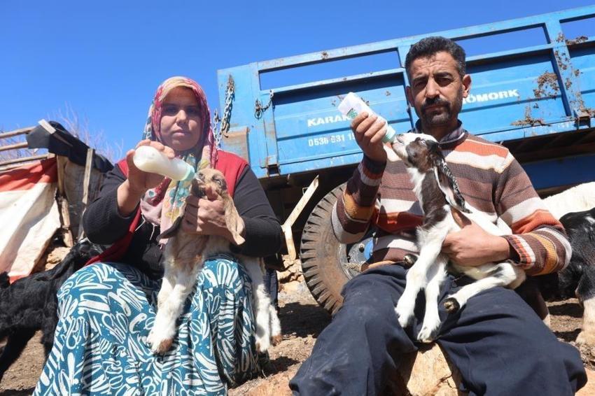 Hataylı çiftçiden örnek davranış: Telef olan sürüyü ayağa kaldırıyor