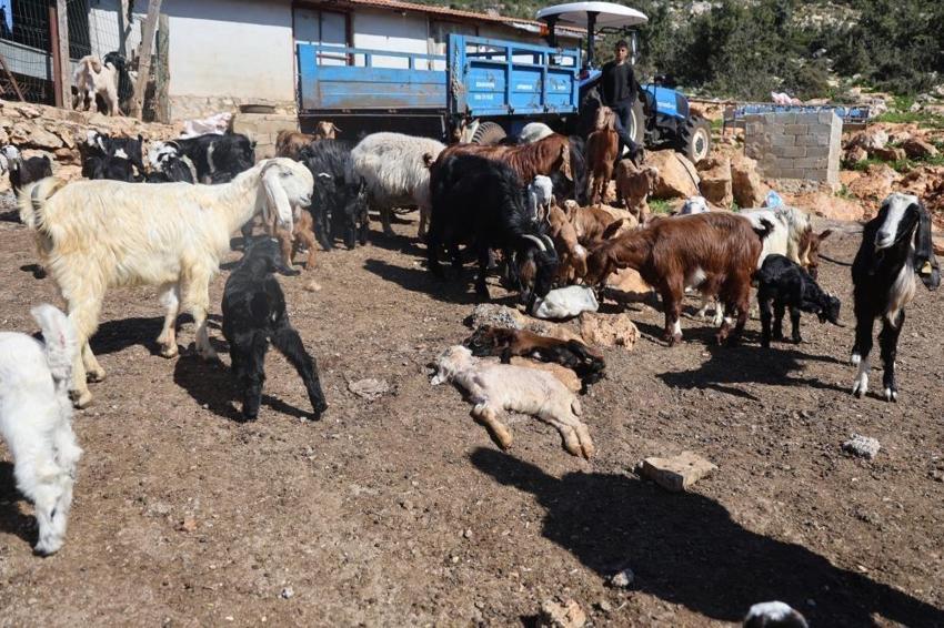 Hataylı çiftçiden örnek davranış: Telef olan sürüyü ayağa kaldırıyor