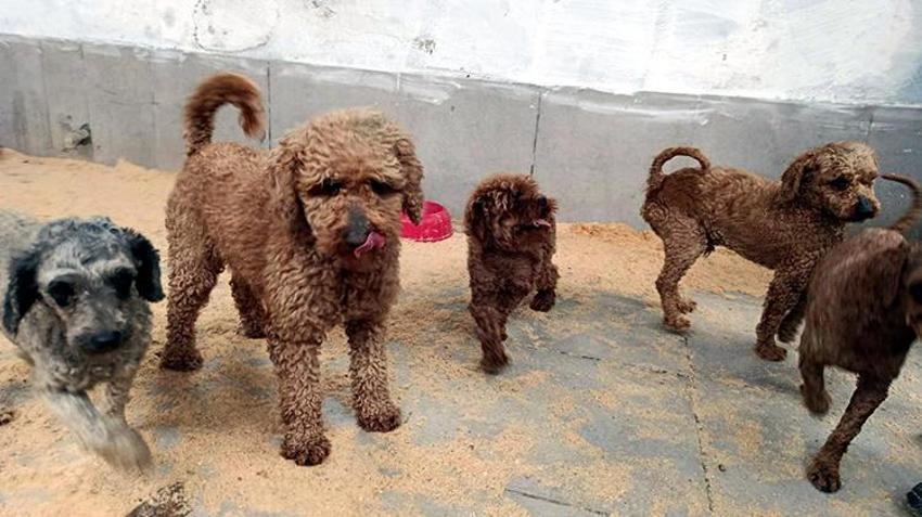 Edirne'de jandarma operasyonuyla onlarca köpek kurtarıldı! Özel cinsleri üretiyorlardı
