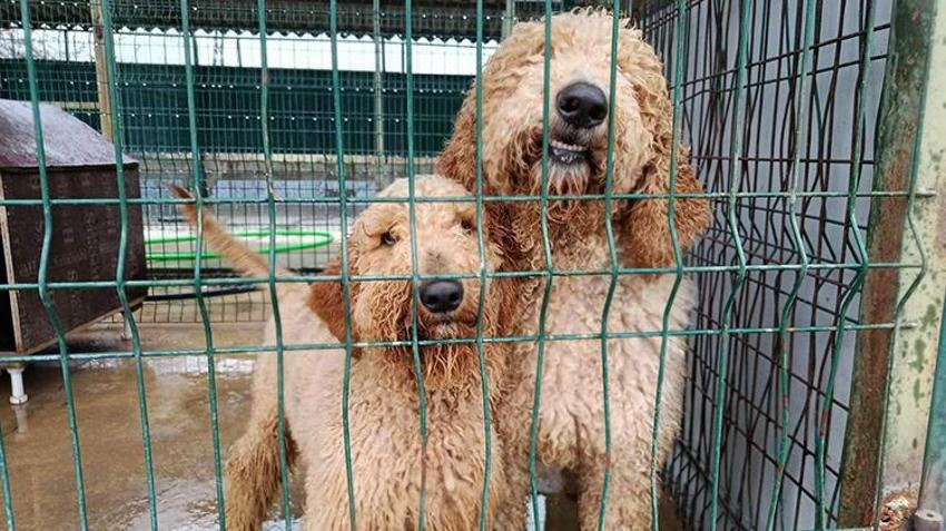 Edirne'de jandarma operasyonuyla onlarca köpek kurtarıldı! Özel cinsleri üretiyorlardı