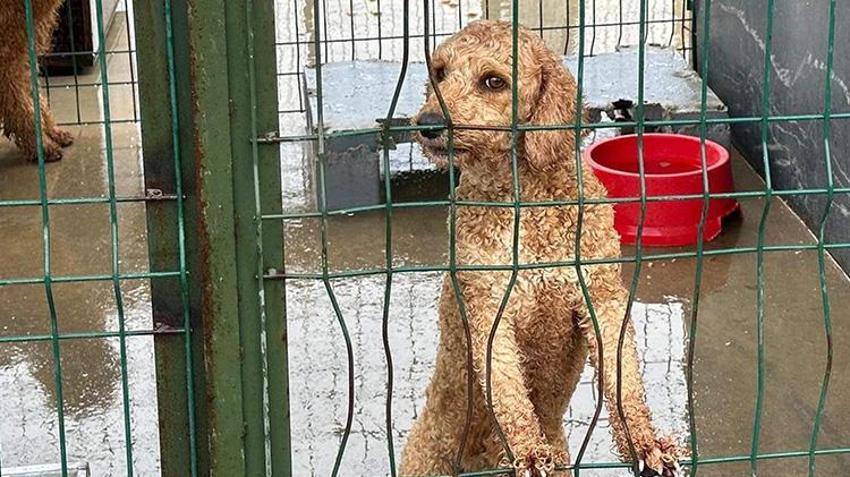 Edirne'de jandarma operasyonuyla onlarca köpek kurtarıldı! Özel cinsleri üretiyorlardı
