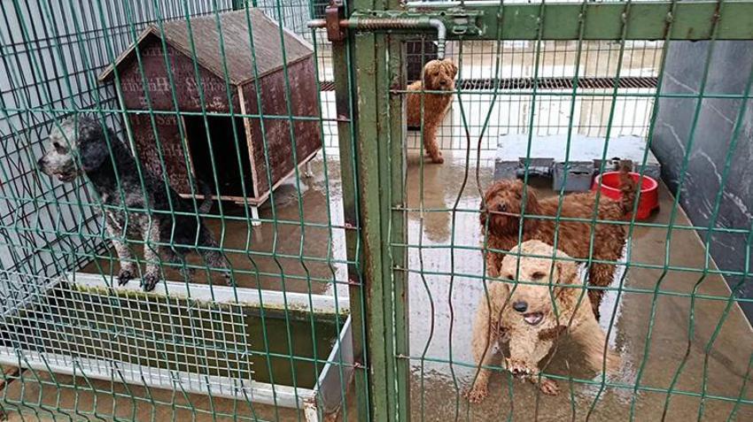 Edirne'de jandarma operasyonuyla onlarca köpek kurtarıldı! Özel cinsleri üretiyorlardı