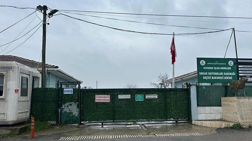 Edirne'de jandarma operasyonuyla onlarca köpek kurtarıldı! Özel cinsleri üretiyorlardı