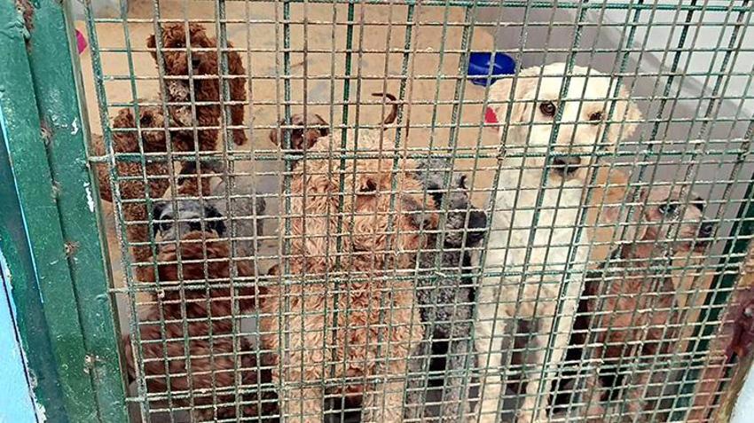 Edirne'de jandarma operasyonuyla onlarca köpek kurtarıldı! Özel cinsleri üretiyorlardı