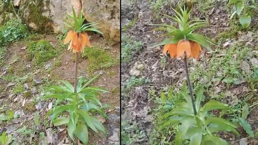 Bu çiçeği koparan yandı! Cezası dudak uçuklatıyor