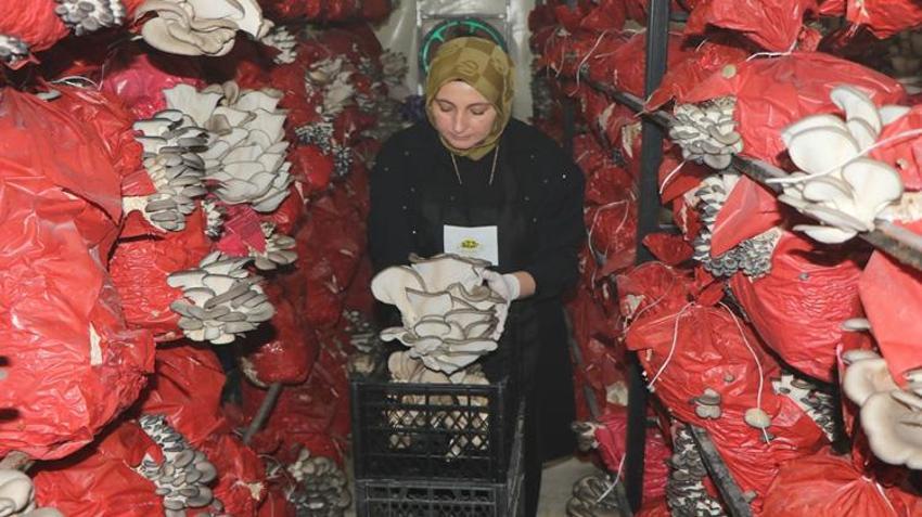 İşinden istifa edip çadırda servet değerinde üretime başladı! Şimdi talebe yetişemiyorlar