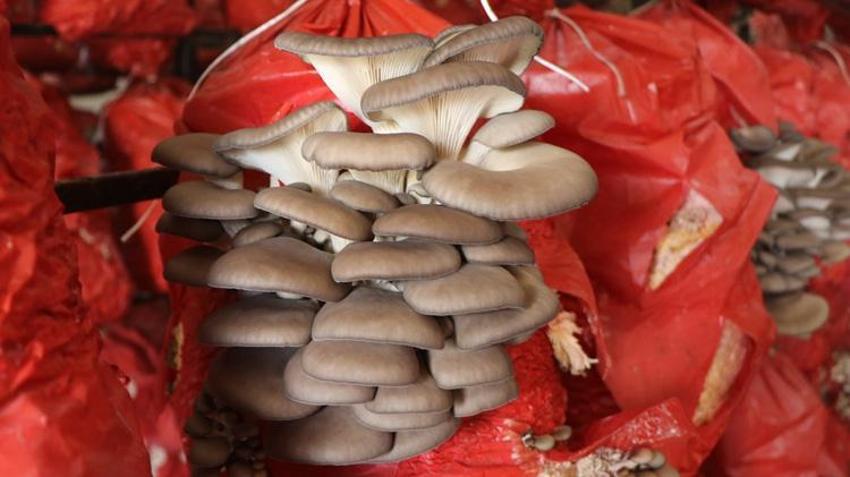 İşinden istifa edip çadırda servet değerinde üretime başladı! Şimdi talebe yetişemiyorlar