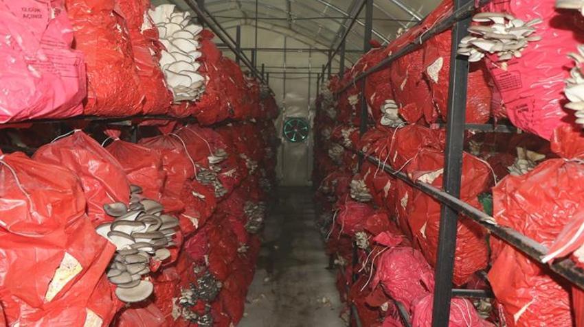 İşinden istifa edip çadırda servet değerinde üretime başladı! Şimdi talebe yetişemiyorlar