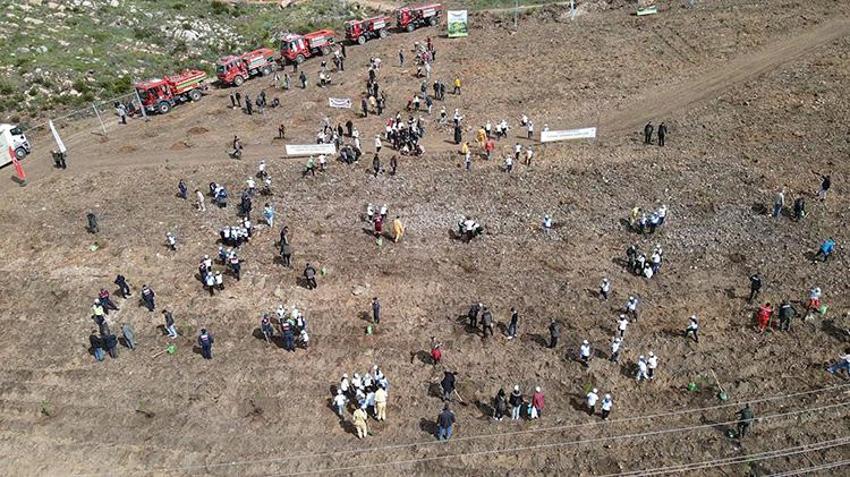 Muğla'da yanan sahil şeridinin yeniden yeşermesi için çalışmalar başladı! 28 bin fidan toprakla buluşacak