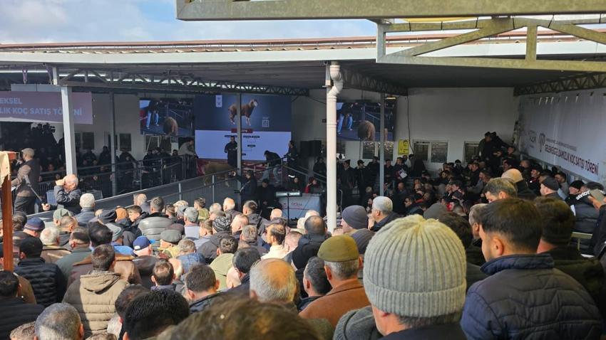Geleneksel Damızlık Koç Satışı Töreni'nde rekor satış gerçekleşti