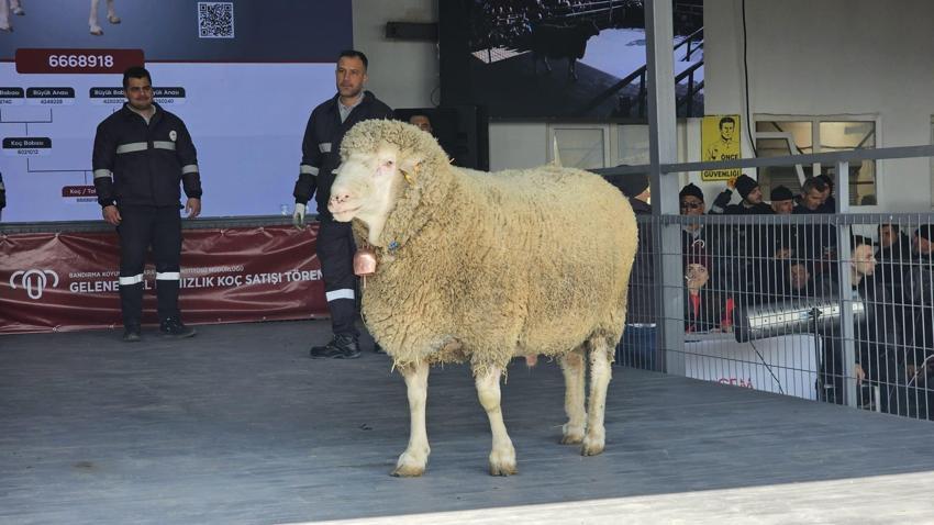 Geleneksel Damızlık Koç Satışı Töreni'nde rekor satış gerçekleşti