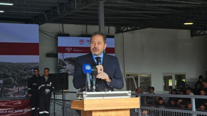 Geleneksel Damızlık Koç Satışı Töreni'nde rekor satış gerçekleşti