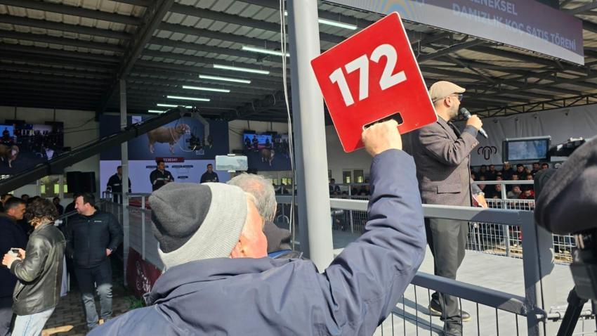 Geleneksel Damızlık Koç Satışı Töreni'nde rekor satış gerçekleşti