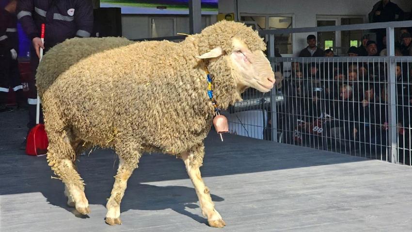 Geleneksel Damızlık Koç Satışı Töreni'nde rekor satış gerçekleşti
