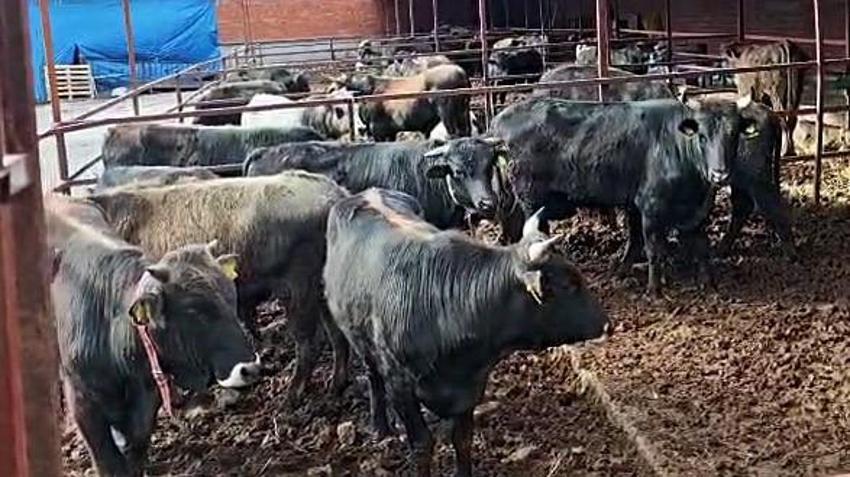Kurban Bayramı'na yaklaşık 2 ay kala kurban pazarlıkları başladı! Vatandaşın çiftlik sahibi ile yaptığı pazarlık renkli görüntüler oluşturdu