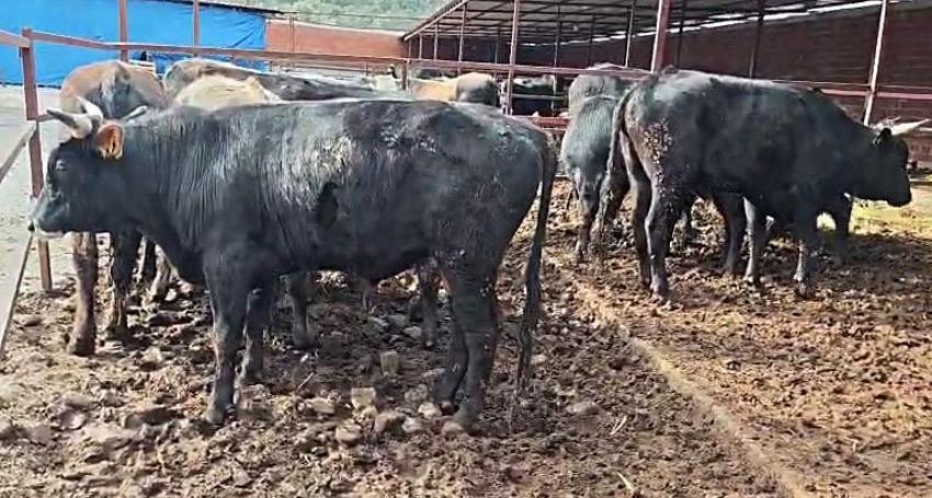 Kurban Bayramı'na yaklaşık 2 ay kala kurban pazarlıkları başladı! Vatandaşın çiftlik sahibi ile yaptığı pazarlık renkli görüntüler oluşturdu