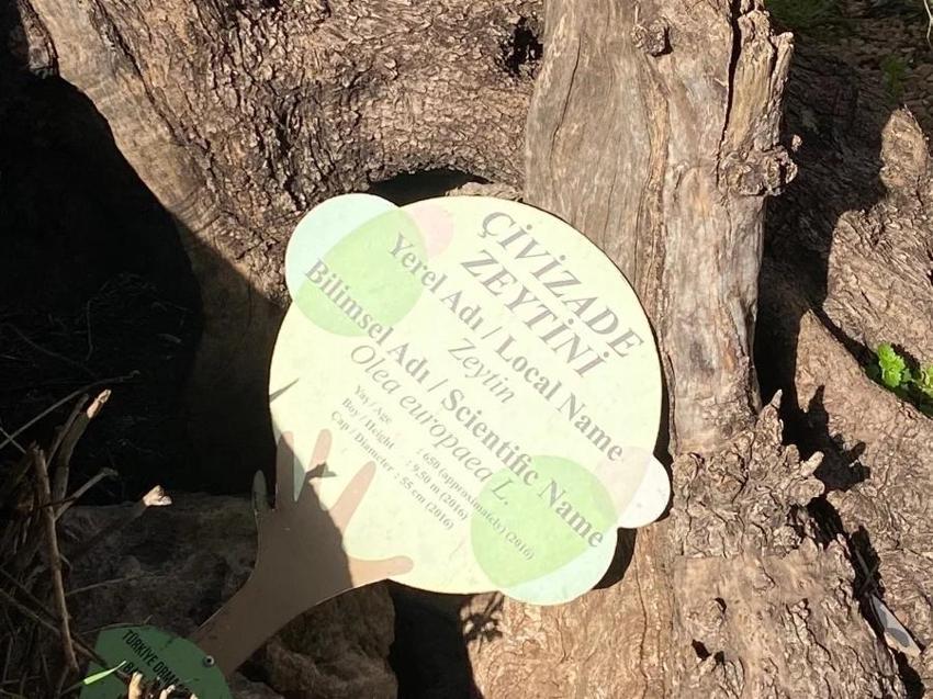 Antalya'da kazıda turistlerin gözü önünde çıkarıldı! Tarihi an herkesi şaşırttı