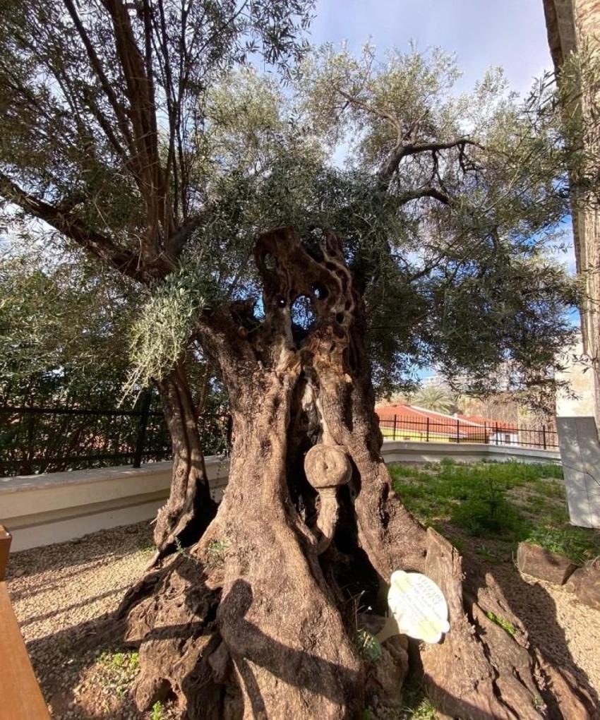 Antalya'da kazıda turistlerin gözü önünde çıkarıldı! Tarihi an herkesi şaşırttı