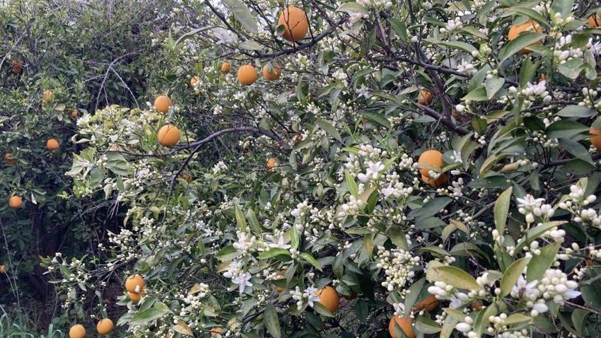 Mersin'de portakal bereketi: Dalında kalan ürünler toplanmadan çiçekler açtı