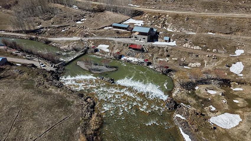 İnci kefalinin kaderi değişti! Bu yıl üreme rekoru bekleniyor: 15 Nisan'da başlıyor, 3 ay sürecek