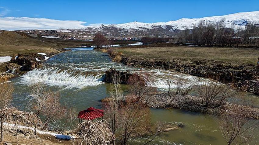 İnci kefalinin kaderi değişti! Bu yıl üreme rekoru bekleniyor: 15 Nisan'da başlıyor, 3 ay sürecek