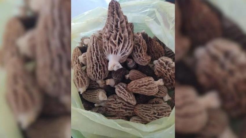Antalya'nın doğasında yetişiyor: Köylüler kilosunu 2 bin 500 TL'ye satıyor! Kuru hali servet ediyor