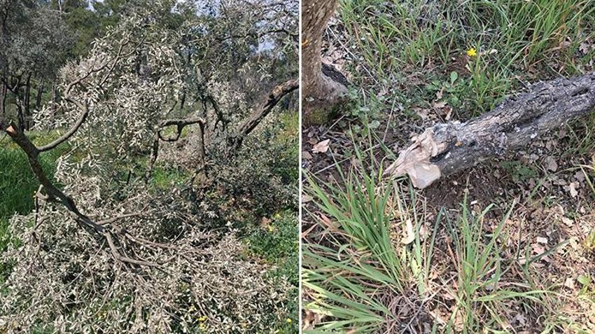 Aydın'da katliam gibi olay! 700 incir ve zeytin ağacını kesildi