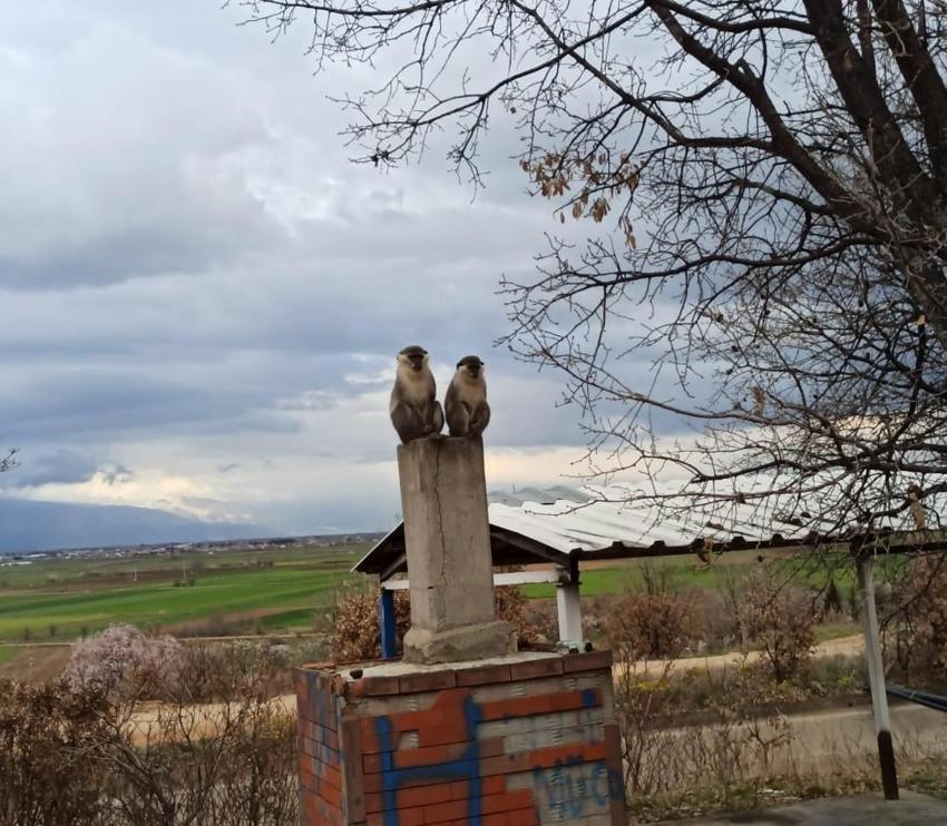 Denizli Çivril’de görülen iki maymundan biri koruma altına alındı
