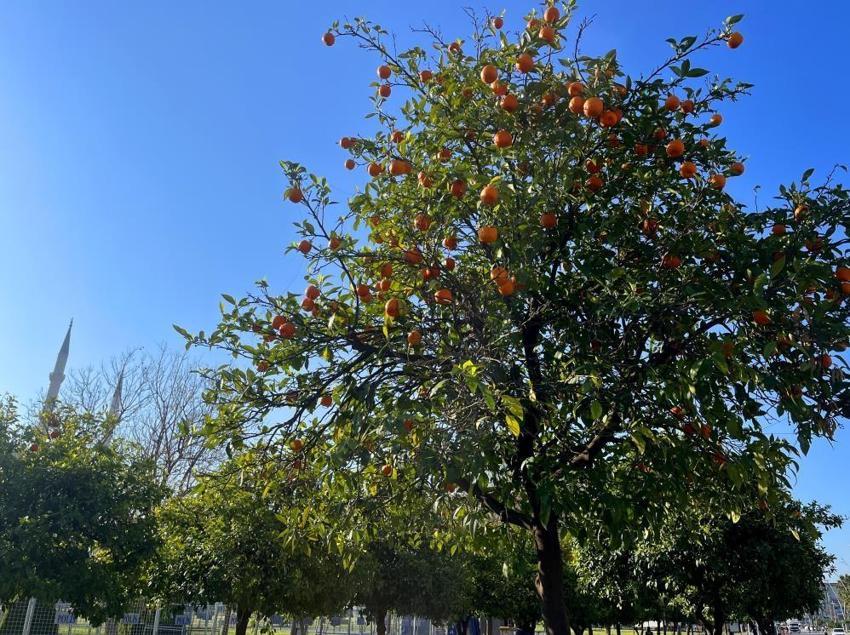Adana’da beyaz gelinlik vakti! Şehir dev bir parfüm şişesine dönüştü: Portakal çiçekleri açtı, koku tüm kenti sardı!
