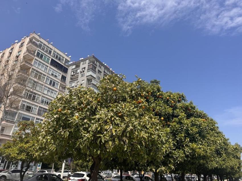 Adana’da beyaz gelinlik vakti! Şehir dev bir parfüm şişesine dönüştü: Portakal çiçekleri açtı, koku tüm kenti sardı!