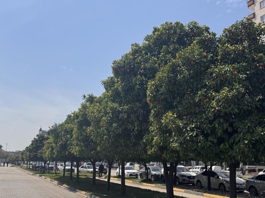 Adana’da beyaz gelinlik vakti! Şehir dev bir parfüm şişesine dönüştü: Portakal çiçekleri açtı, koku tüm kenti sardı!