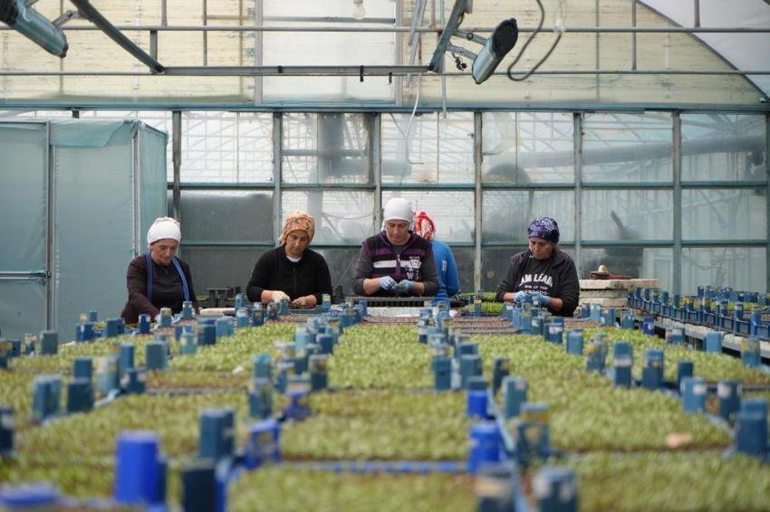 Erzincan’da üretiliyor, çevre illere satılıyor! Yıllık 1 milyon fide bölgeye can suyu oluyor