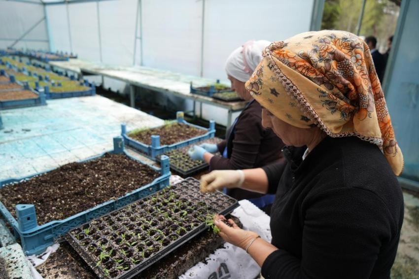 Erzincan’da üretiliyor, çevre illere satılıyor! Yıllık 1 milyon fide bölgeye can suyu oluyor