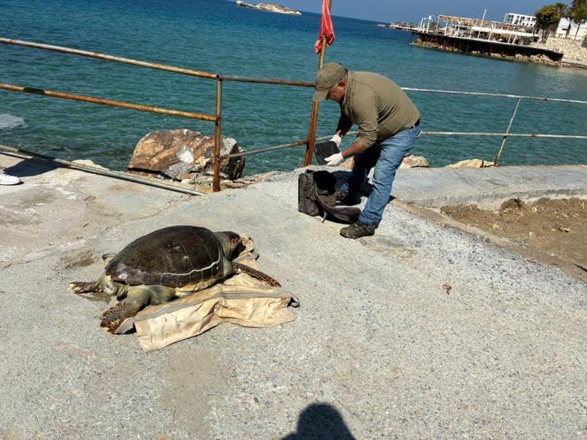 Kuşadası’nda deniz kaplumbağası alarmı! Bir haftada 7 caretta caretta ölüsü karaya vurdu