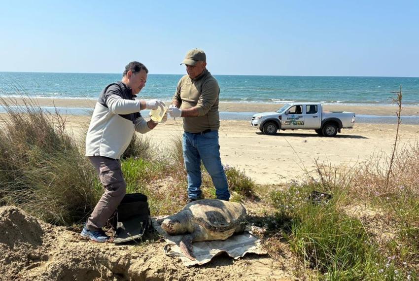 Kuşadası’nda deniz kaplumbağası alarmı! Bir haftada 7 caretta caretta ölüsü karaya vurdu
