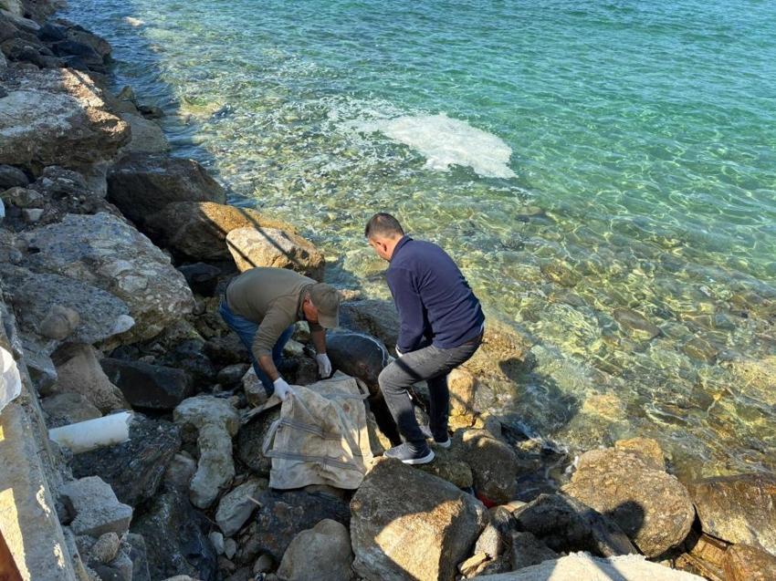 Kuşadası’nda deniz kaplumbağası alarmı! Bir haftada 7 caretta caretta ölüsü karaya vurdu