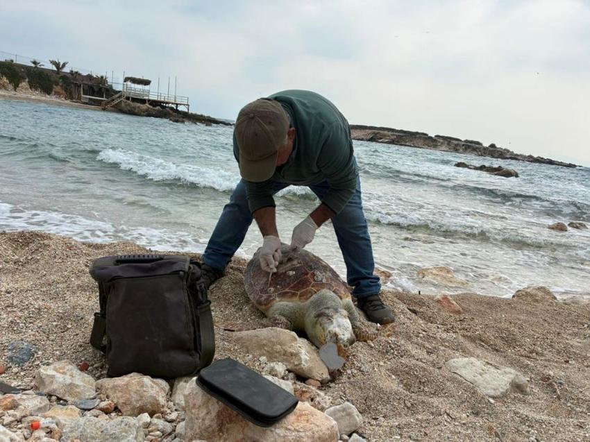 Kuşadası’nda deniz kaplumbağası alarmı! Bir haftada 7 caretta caretta ölüsü karaya vurdu