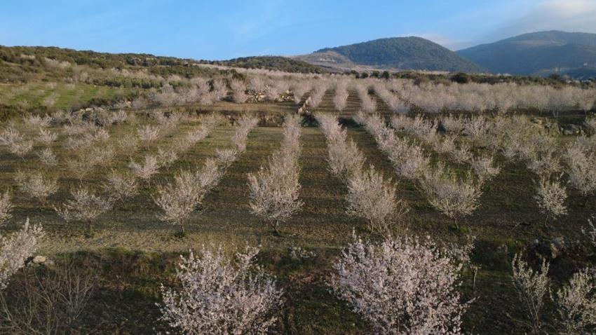 Manisa Demirci’de badem ağaçları çiçek açtı: Havadan görüntülenen renk cümbüşü mest etti!