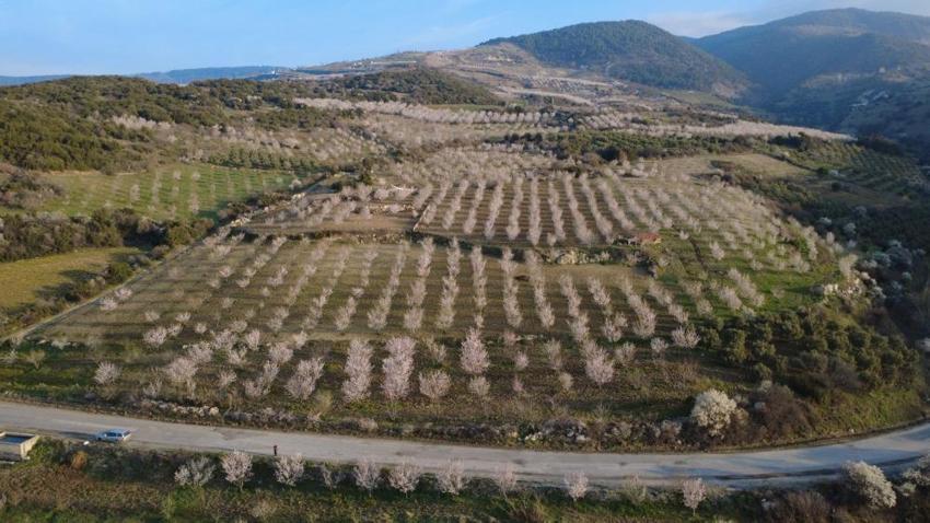 Manisa Demirci’de badem ağaçları çiçek açtı: Havadan görüntülenen renk cümbüşü mest etti!